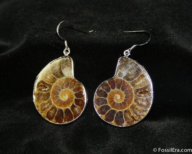 Ammonite Earrings #638
